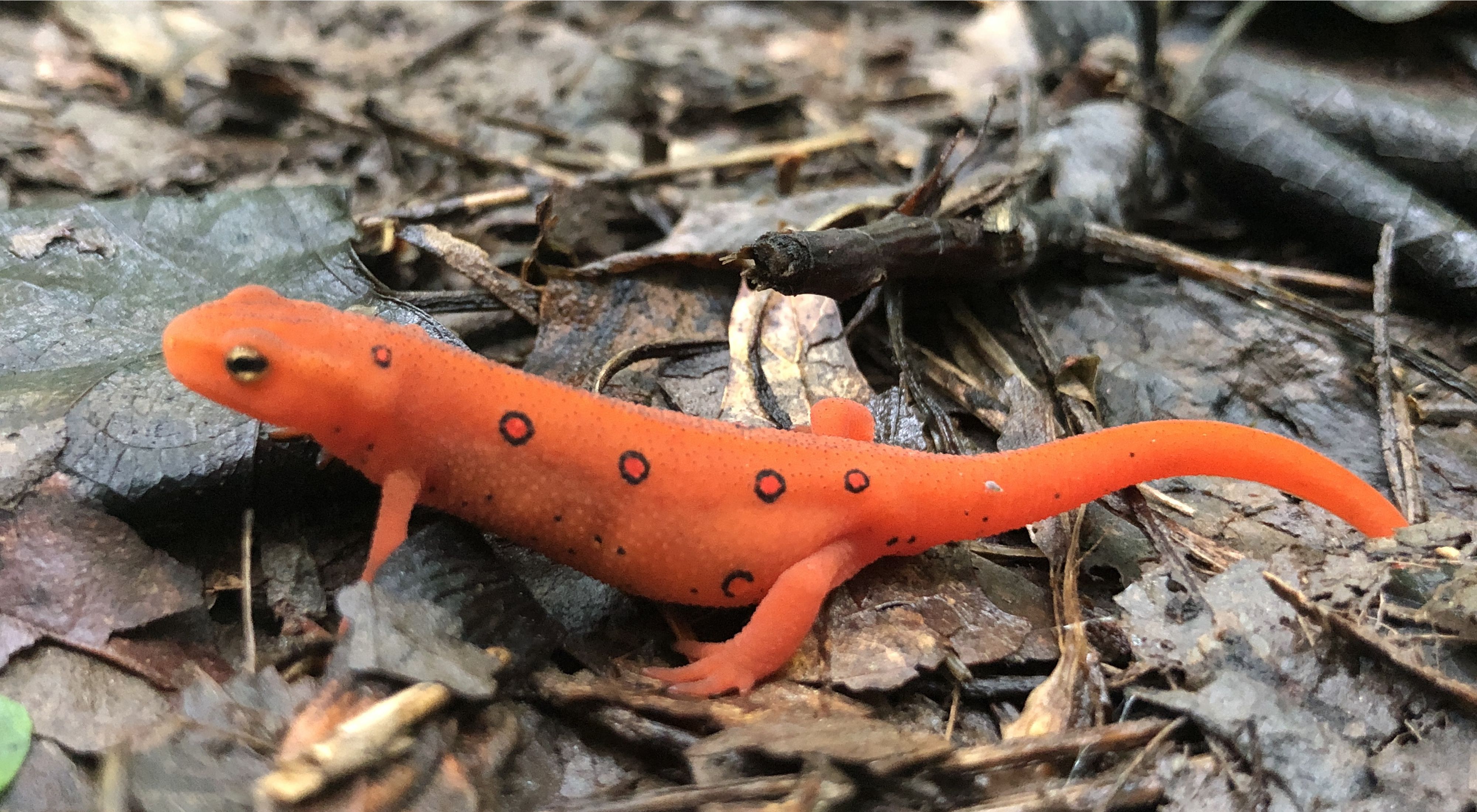 A close-up of a bright orange-red amphibian, with red spots outlined in black, on a bed of dry brown leaves.