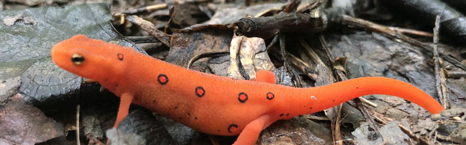 A close-up of a bright orange-red amphibian, with red spots outlined in black, on a bed of dry brown leaves.