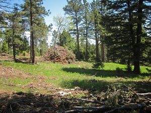 A forest restoration site in New Mexico.