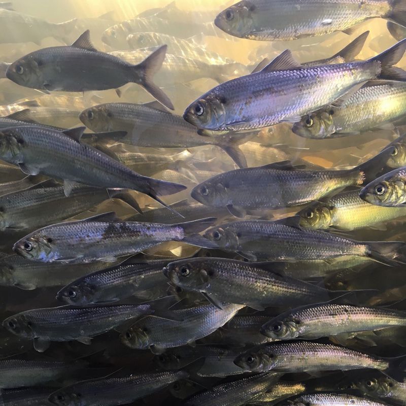 A school of silver fish swim through the water.
