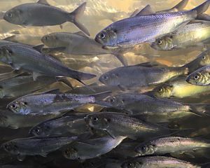 A school of silver fish swim through the water.