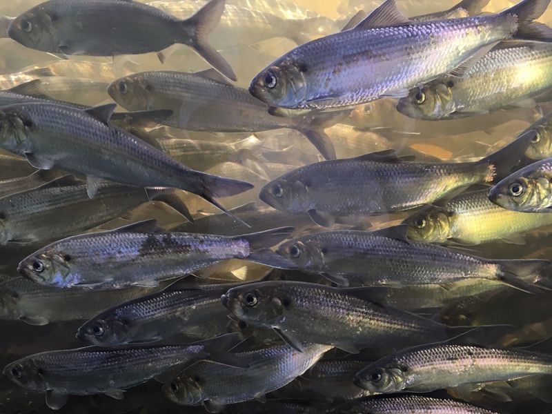 An underwater view of alewives swimming in a school.