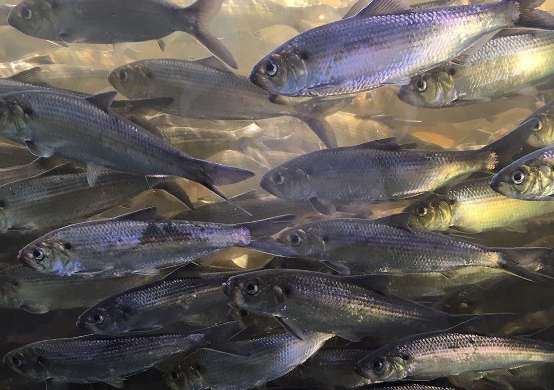 An underwater view of alewives swimming in a school.