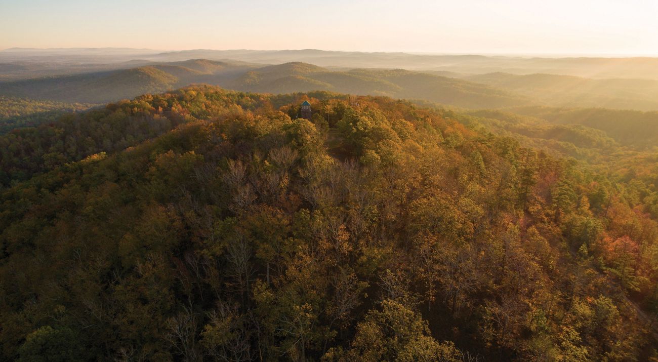 Trees boasting colorful leaves cover a mountain.