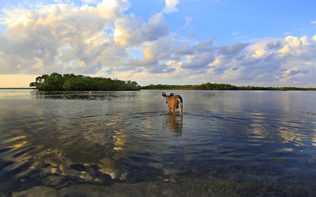 A lone deer walks through flat water toward a small mangrove island.