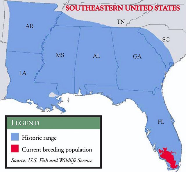 Map showing the current range of Florida panthers in just southern Florida and their historic range across several Southern states.