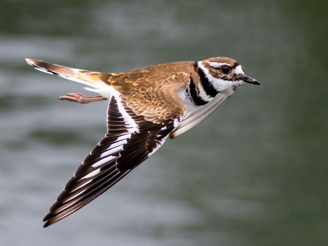 An adult killdeer is flying over a body of water. 