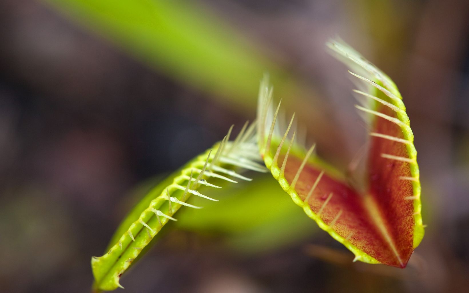 Extreme closeup of the trap leaves of a venus flytrap.
