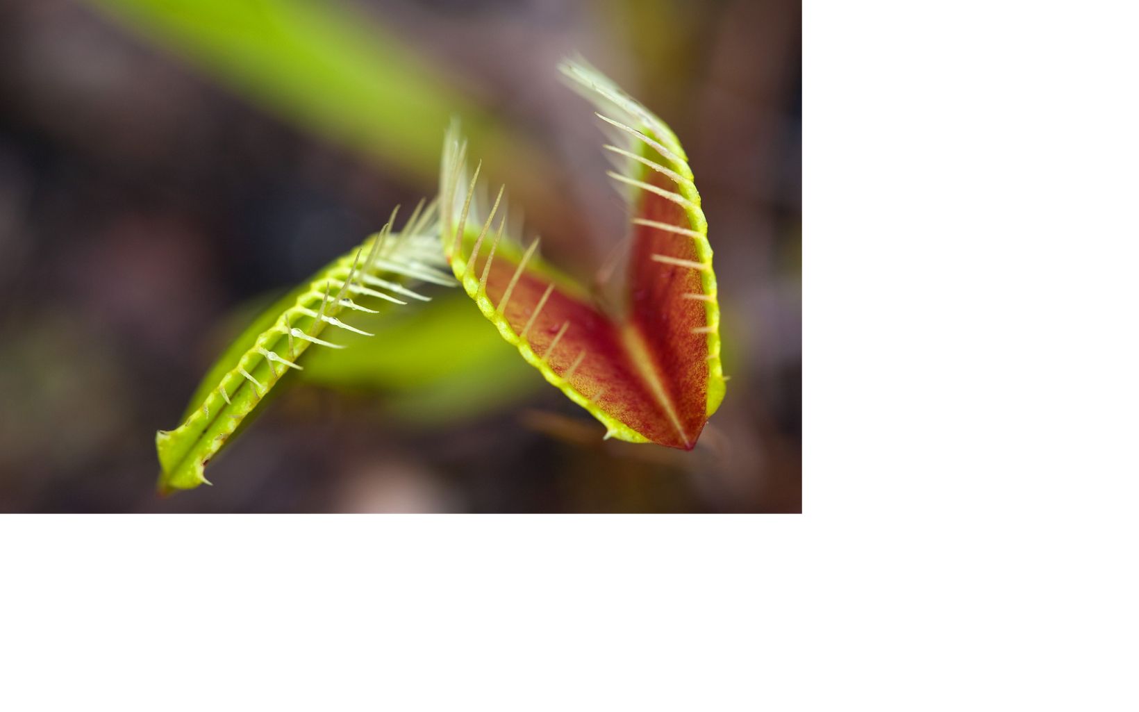 Extreme closeup of the trap leaves of a venus flytrap.