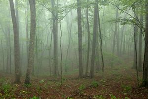 Fog surrounds a forest.