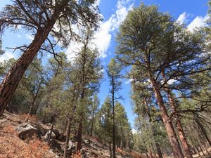 Replanting trees is an essential strategy for the State of New Mexico’s forest action plan.