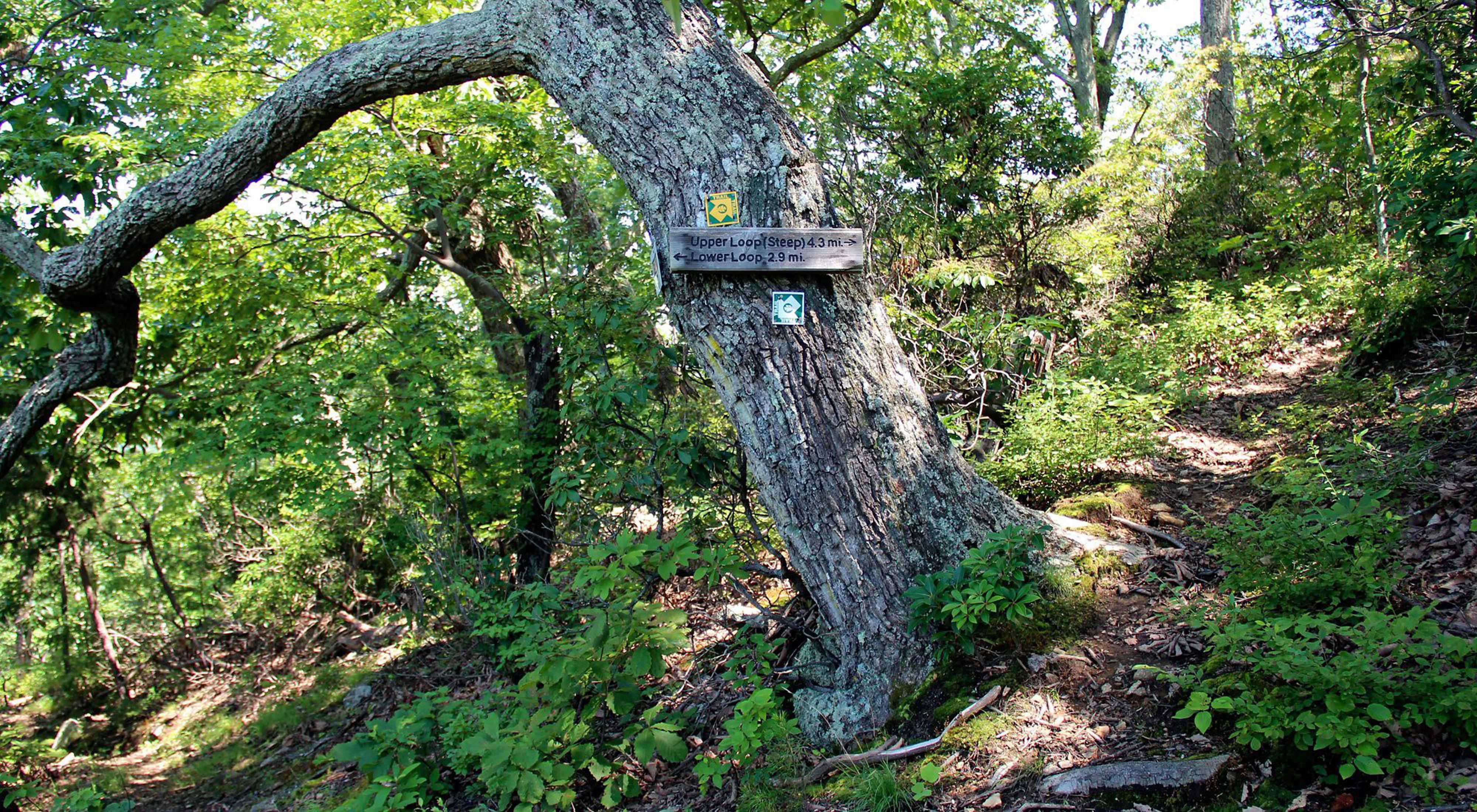 A forest with a large leaning tree with trail signs attached.