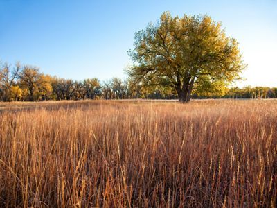 A grassy field dotted with large trees.