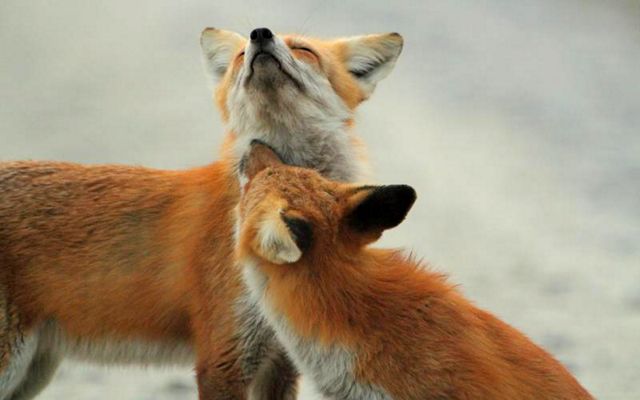 Two adult red foxes are surrounded by snow.