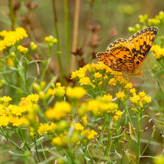 An orange and black fritillary butterfly on yellow wildflowers at Ross Coastal Plain Marsh Preserve.
