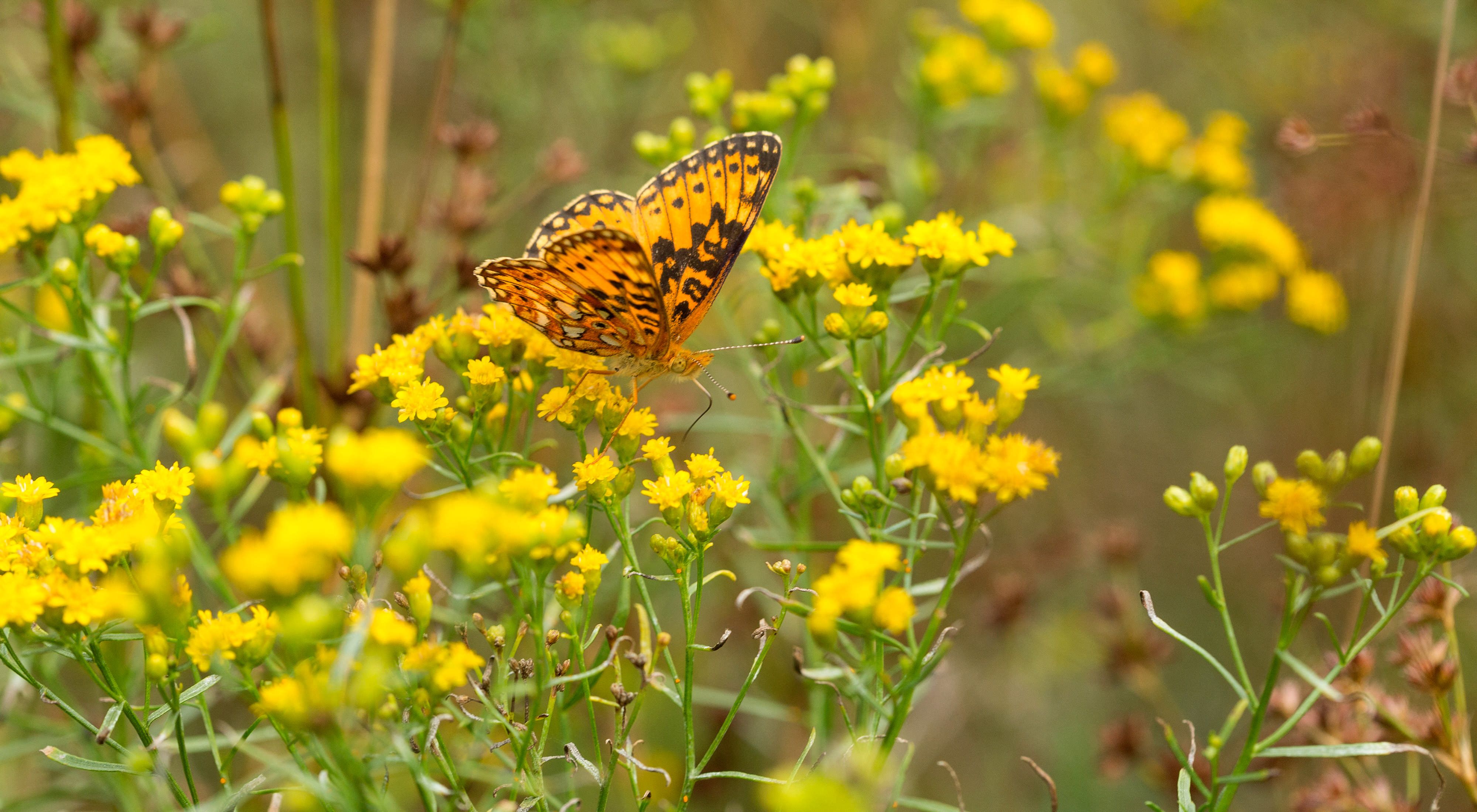 An orange and black butterfly sits on yellow wildflowers.