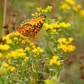 An orange and black fritillary butterfly on yellow wildflowers at Ross Coastal Plain Marsh Preserve.
