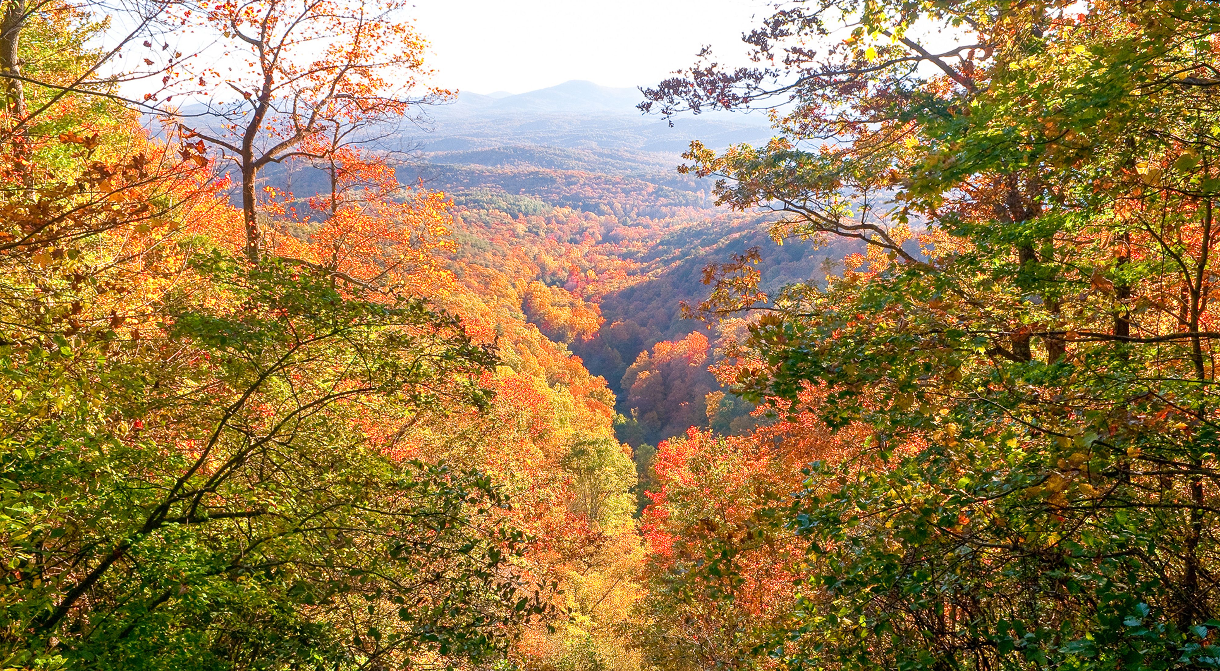 A view down to the valley below Amicalola Falls, with the leaves on the trees in all the hues of autumn.