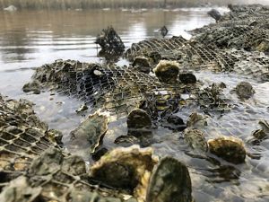 Closeup of shallowly submerged oysters..