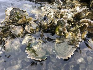 A mound of oyster shells stretches out across shallow ocean waters. 