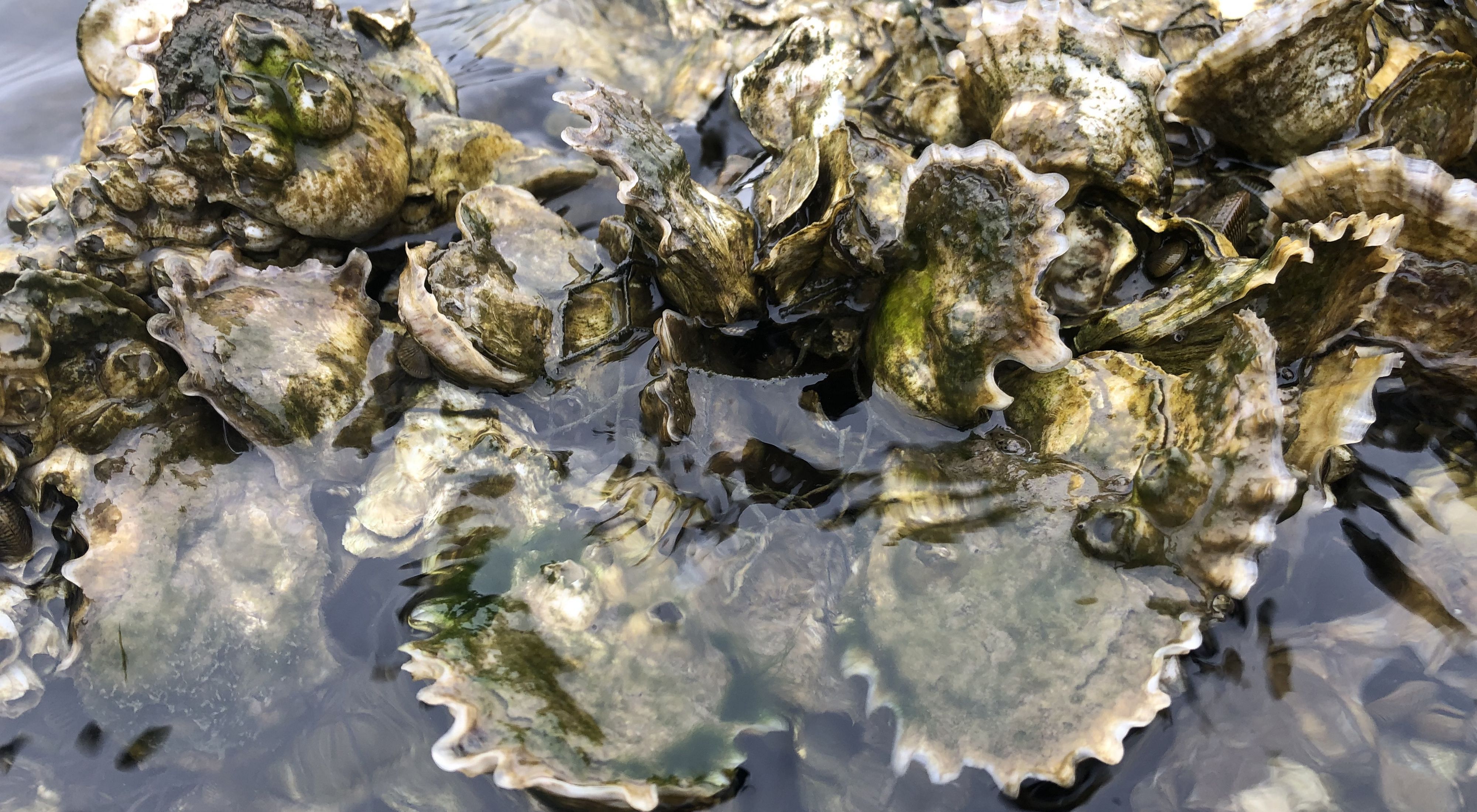 A group of oysters cluster together into a reef, just below the water.