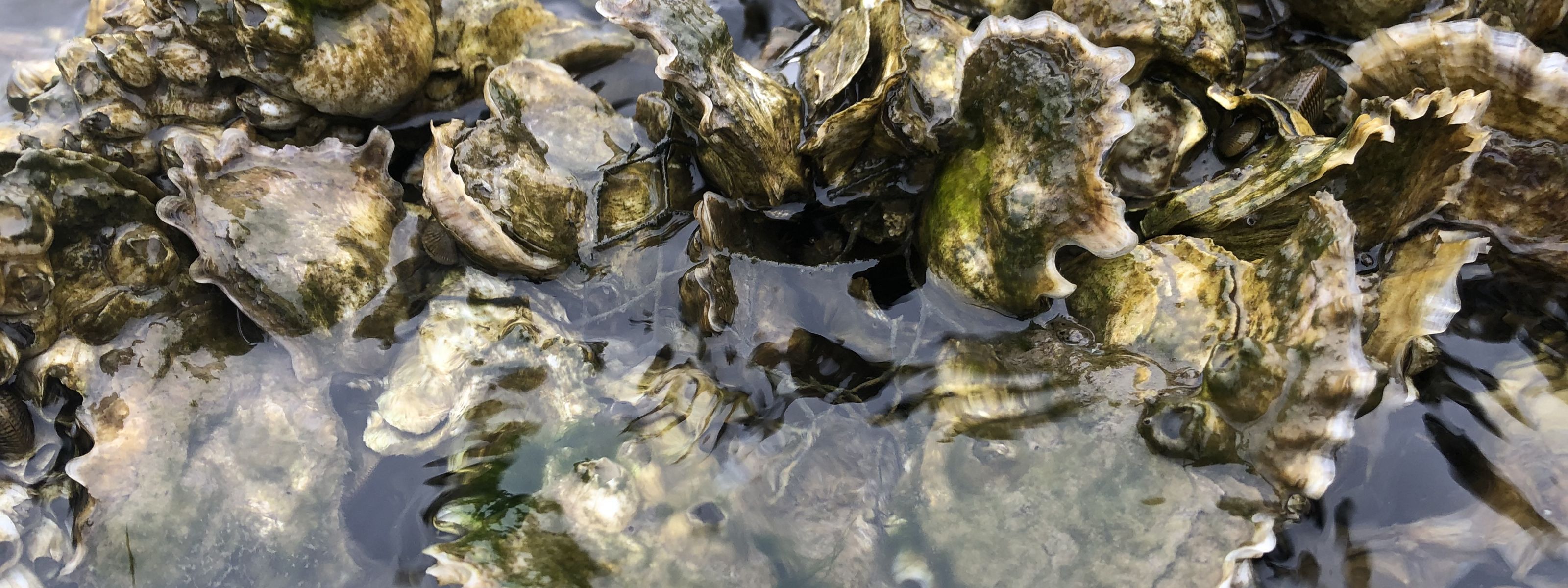 Closeup of shallowly submerged oysters..