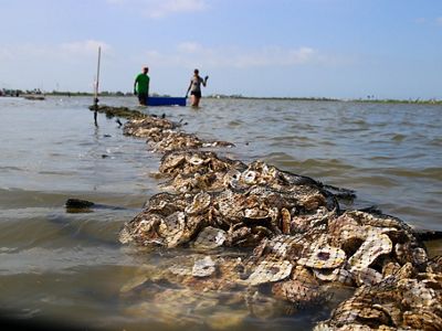 Two people wade across a shallow bay carrying a tub near a line of submerged bags of oyster shells.