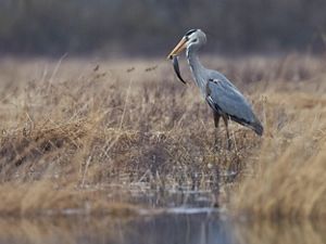 A great blue heron has a fish in its bill.