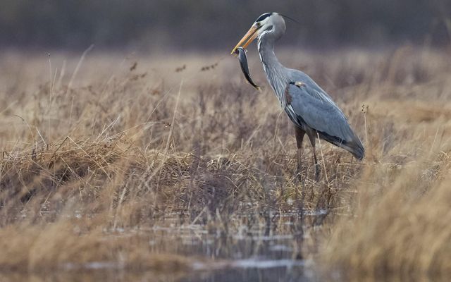 A great blue heron with a fish in its beak stands among the tall grasses in a coastal marsh.
