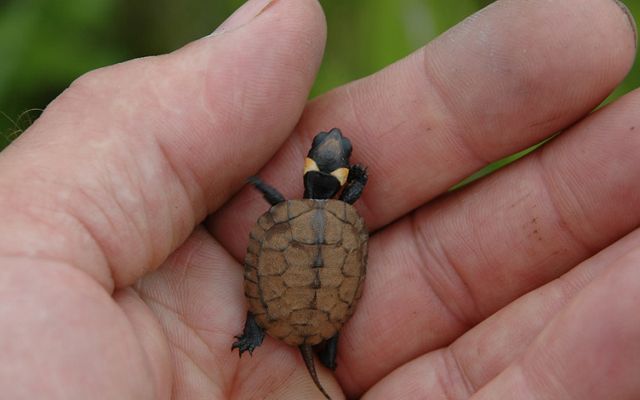 A dark brown turtle with an orange stripe on its neck being held in the palm of a hand.