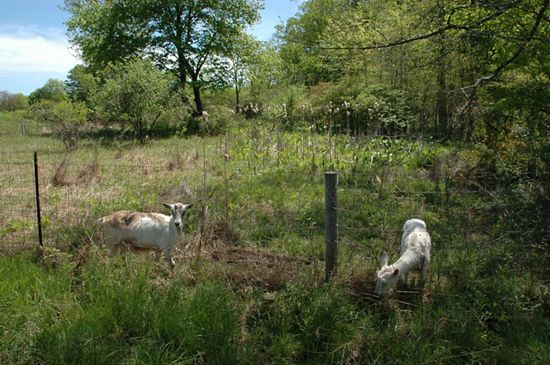 Two goats chew on a grass in a large field. 