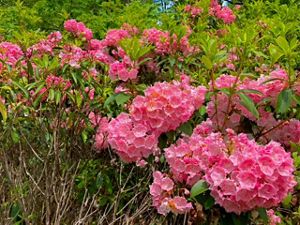 Several pink flowers bloom on a green shrub.