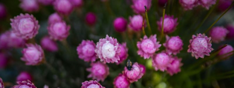 Close up of pink flowers.