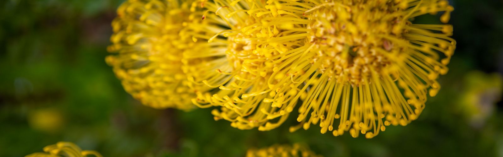 A closeup view of a yellow flower.