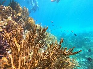 The protected areas of ECLSP provide a haven for fish and other species of ocean wildlife.