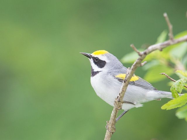 Grey bird with black and yellow patches perched on a limb.