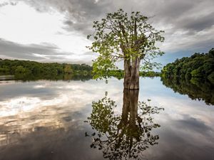 large tree reflected in a lake