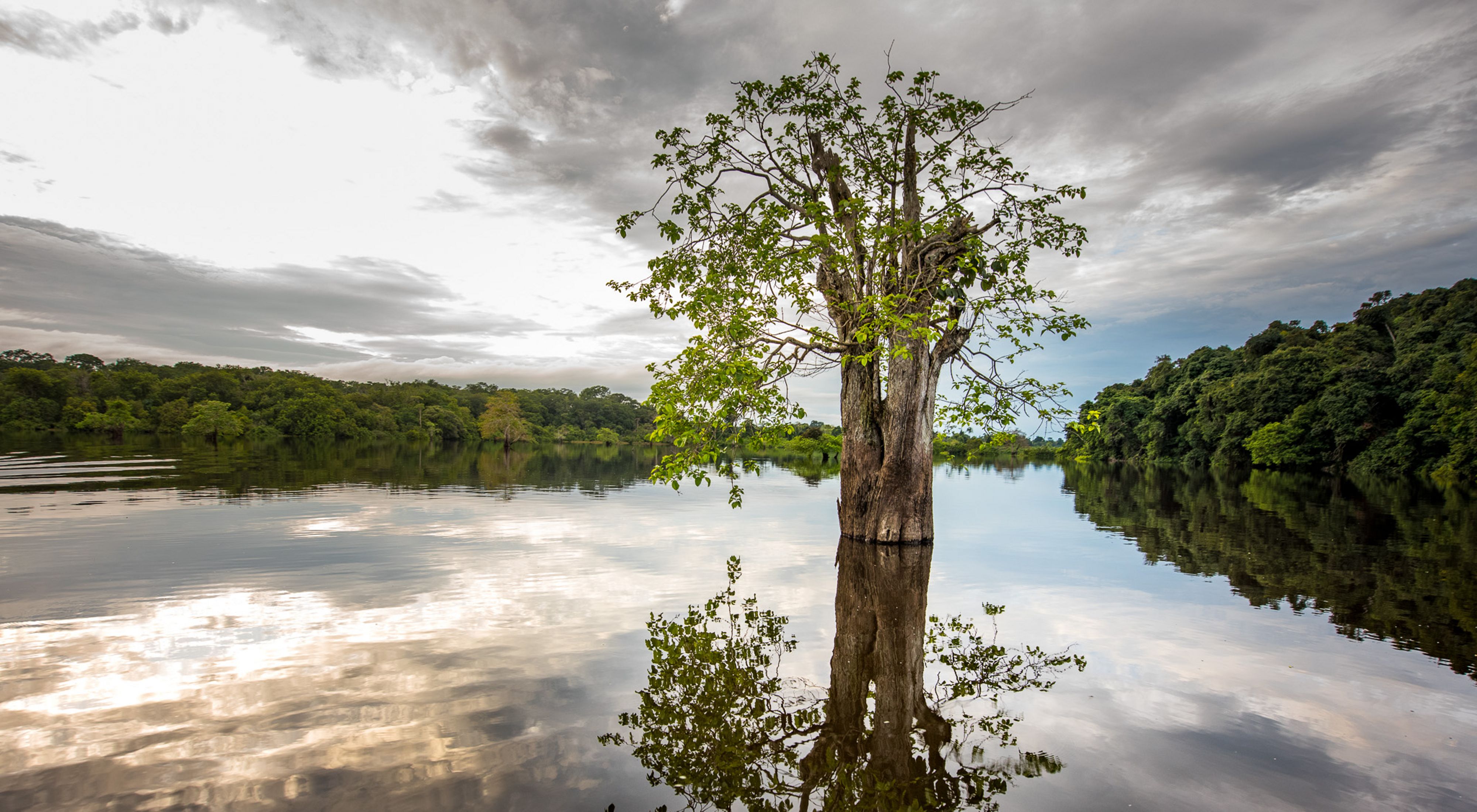 A tree and its reflection in a calm lake