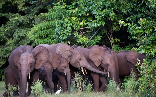 Forest elephants gathering in a clearing.