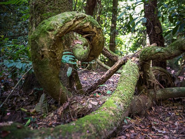 Forest near YATONGA Research Camp, Gabon.