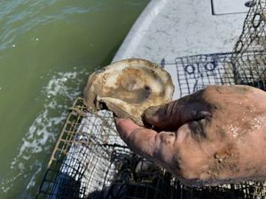 An oyster shell is held over the edge of a boat in the ocean.