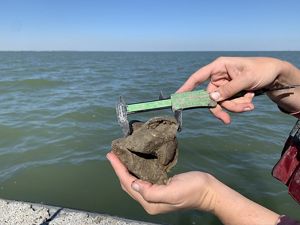 A hand holds a metal instrument, measuring the size of a cluster of oysters.