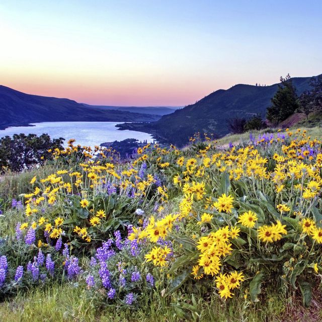 Just before sunrise at Rowena Crest in Oregon's Columbia River Gorge. This is adjacent to TNC's Tom McCall Preserve.