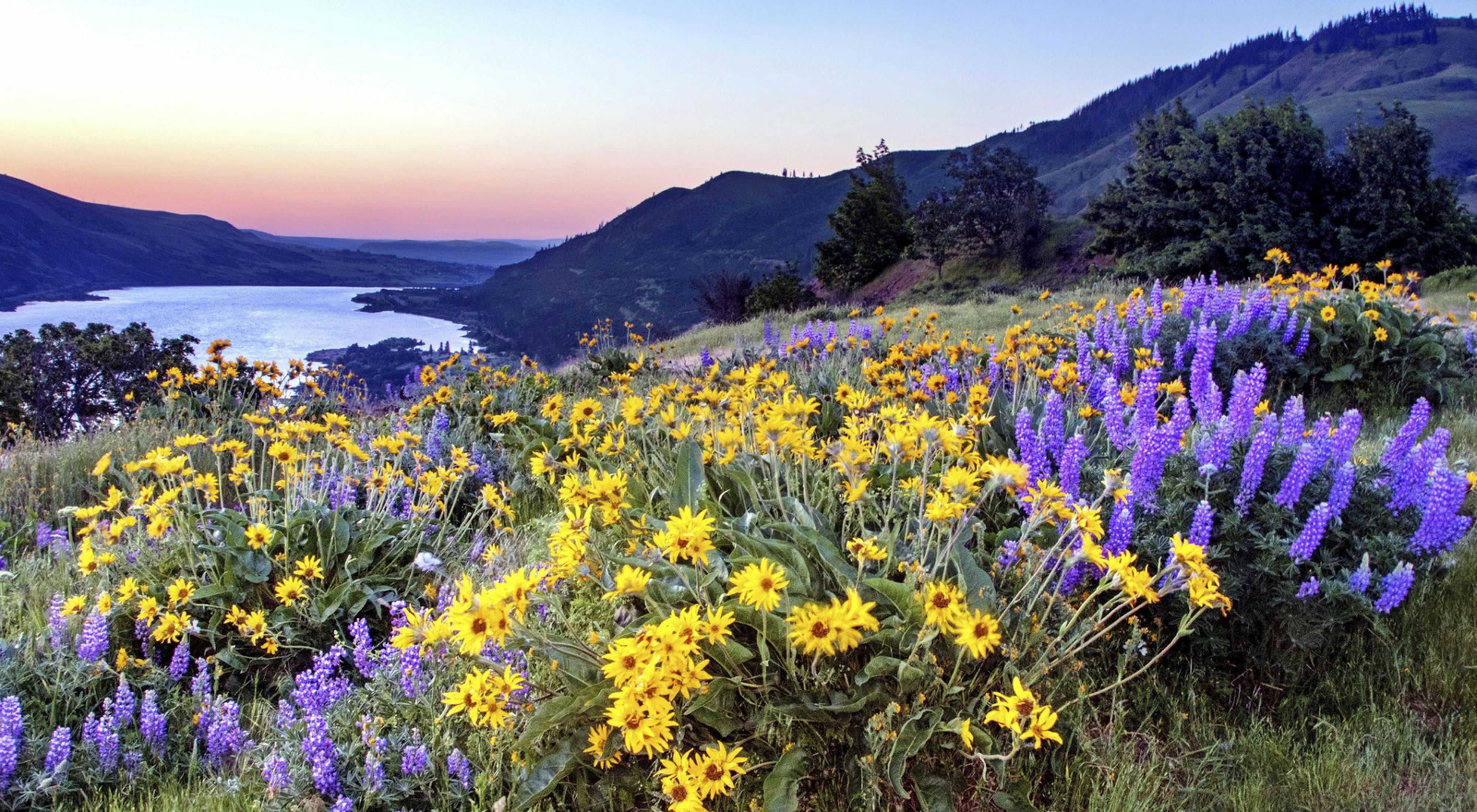 Purple and yellow wildflowers overlooking the Columbia River.