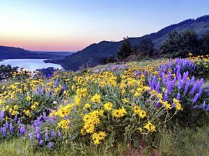 Purple and yellow wildflowers overlooking the Columbia River.