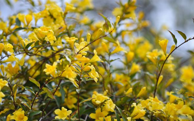 Many little yellow flowers on a shrub.
