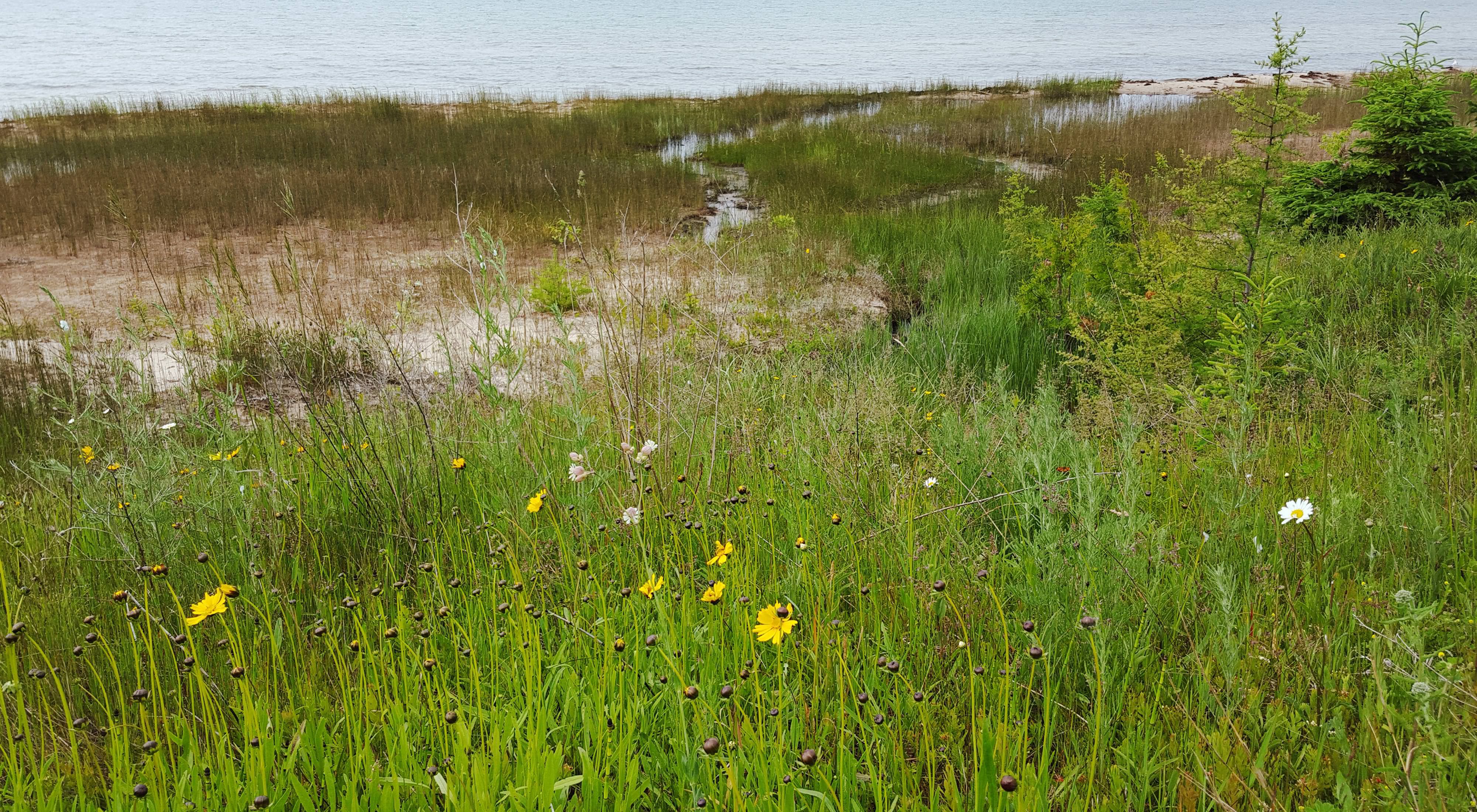 Grasses and wildflowers along the shore of Lake Huron.