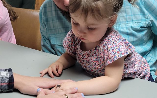 A small girl leans on a table and looks at a black spider that is sitting on her hand.