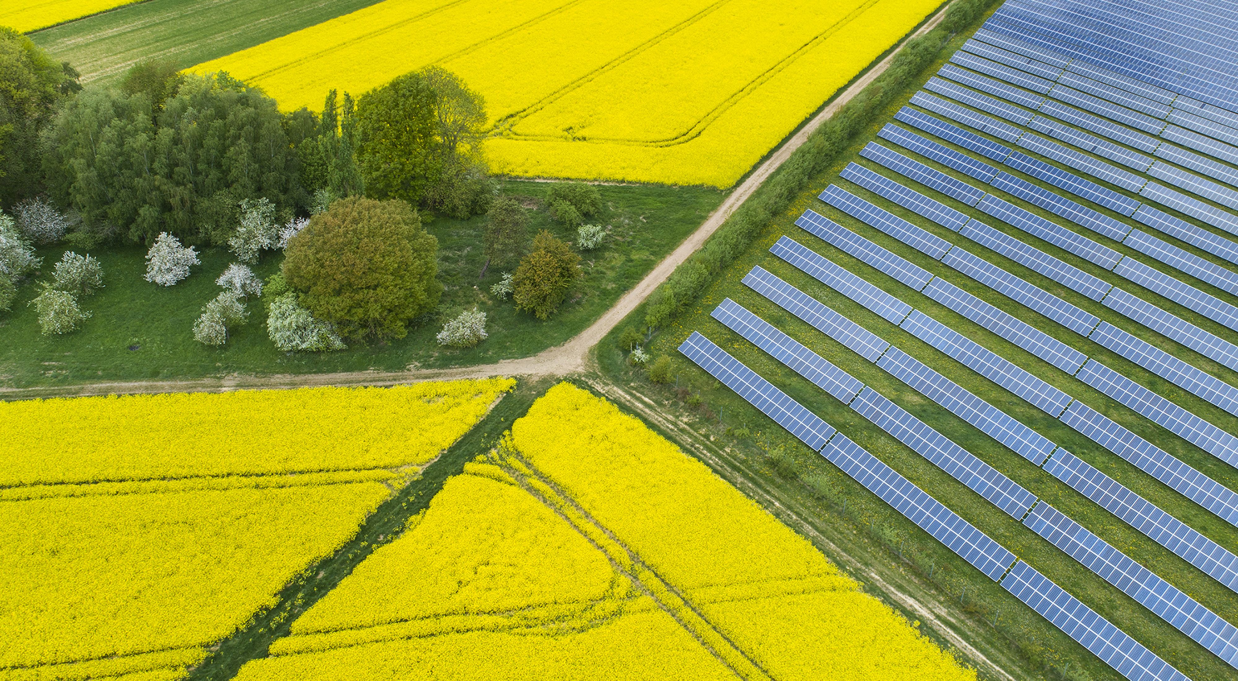 a field of solar panels adjacent to farm fields of yellow blooming canola