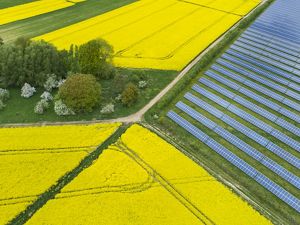 a field of solar panels adjacent to farm fields of yellow blooming canola plants